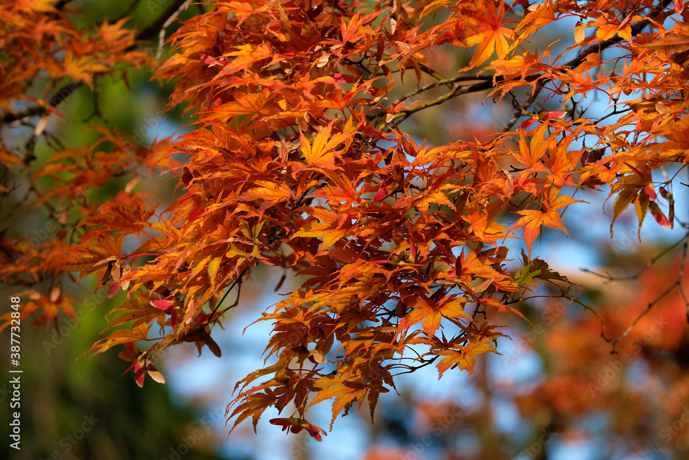 autumn foliage of the Beautiful, vibrant Autumn leaves on the Liquidambar tree, commonly called sweetgum gum, redgum, satin-walnut, or American storax in a park in Geneva, Switzerland autumn foliage of the Beautiful, vibrant Autumn leaves on the Liquidambar tree, commonly called sweetgum gum, redgum, satin-walnut, or American storax in a park in Geneva, Switzerland