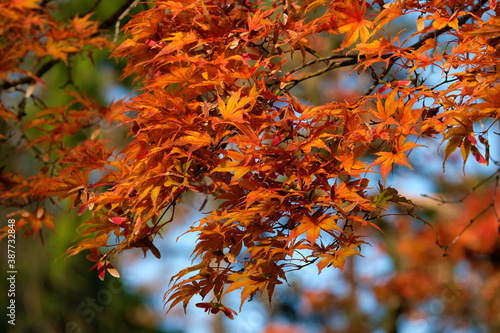 autumn foliage of the Beautiful, vibrant Autumn leaves on the Liquidambar tree, commonly called sweetgum gum, redgum, satin-walnut, or American storax in a park in Geneva, Switzerland