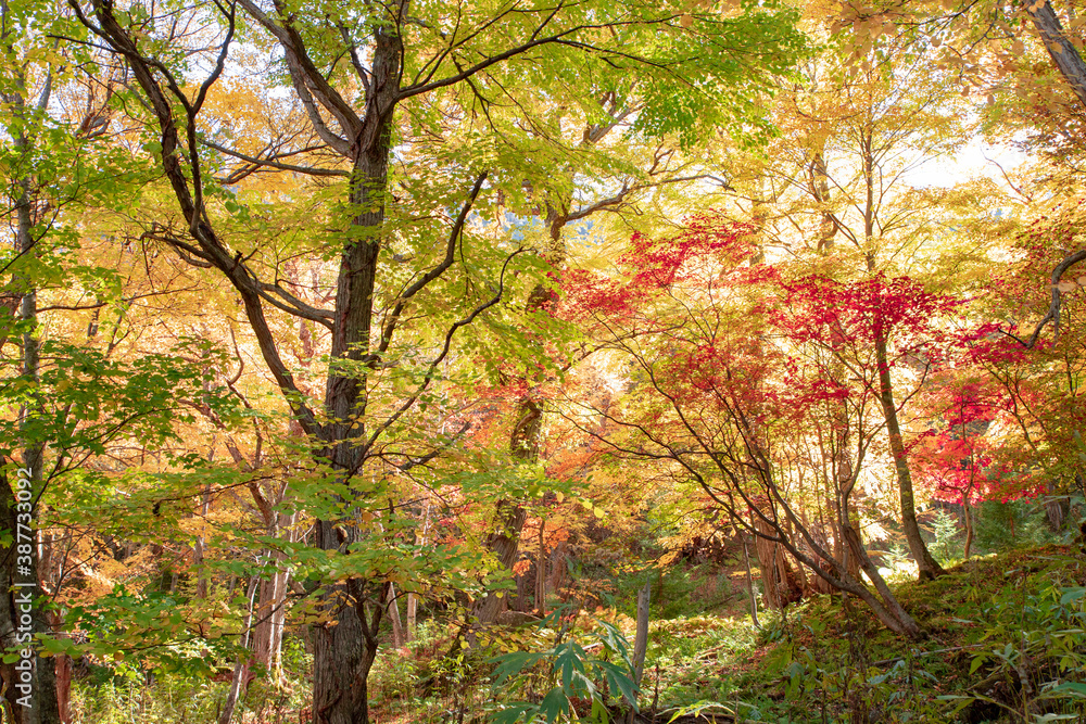 Naklejka premium 北海道の層雲峡の紅葉