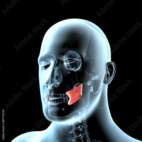 3d Illustration of the Buccinator Muscles Anatomical Position on Xray Body