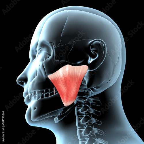 3d Illustration of the Masseter Muscles Anatomical Position on Xray Body photo