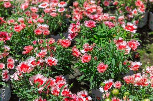 Fototapeta Naklejka Na Ścianę i Meble -  The flowered pink and red carnations