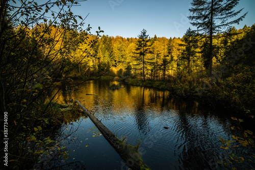 Colorful autumn forest and park