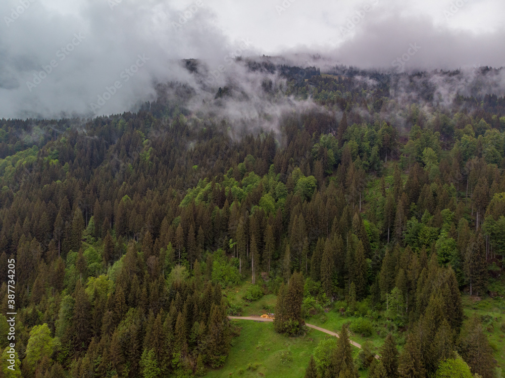 Wald im lösendem Nebel Wald im lösendem Nebel