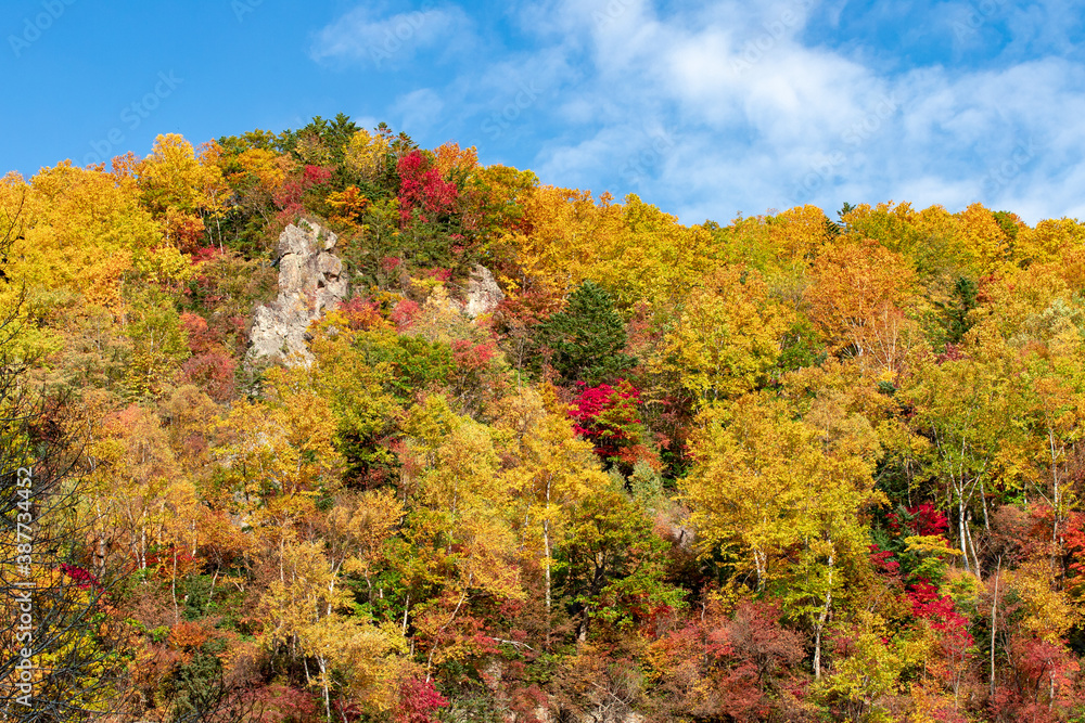 Fototapeta premium 北海道の層雲峡の紅葉