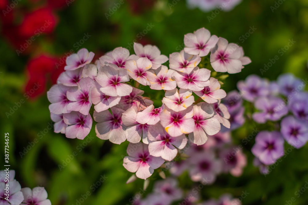 flower garder winter in Thailand flower garder winter in Thailand