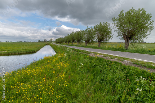 Lane with pollard willows in springtime with a blue sky with white clouds , grass and yellow flowers in the roadside