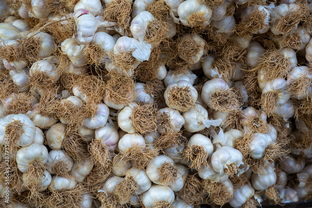close up garlic background, selective focus. close up garlic background, selective focus.