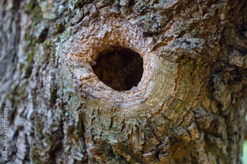 closeup hollow tree in a forest