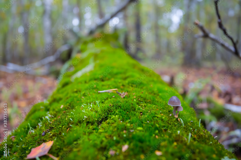 closeup tree log in a moss lie in a forest closeup tree log in a moss lie in a forest