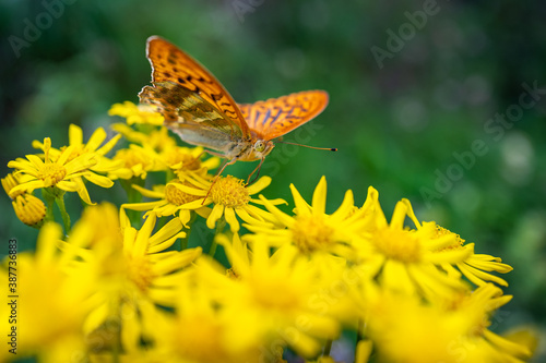 Papillon sur fleurs d'été © Eléonore H