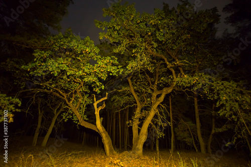oak tree in a autumn forest, night outdoor scene