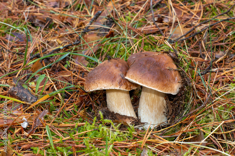 Fototapeta premium Boletus edulis, comúnmente conocido como cep, penny bun, porcino o porcini, es un hongo comestible muy buscado. Seta encontrada en un hermoso bosque de pinos en otoño en Madrid, España.