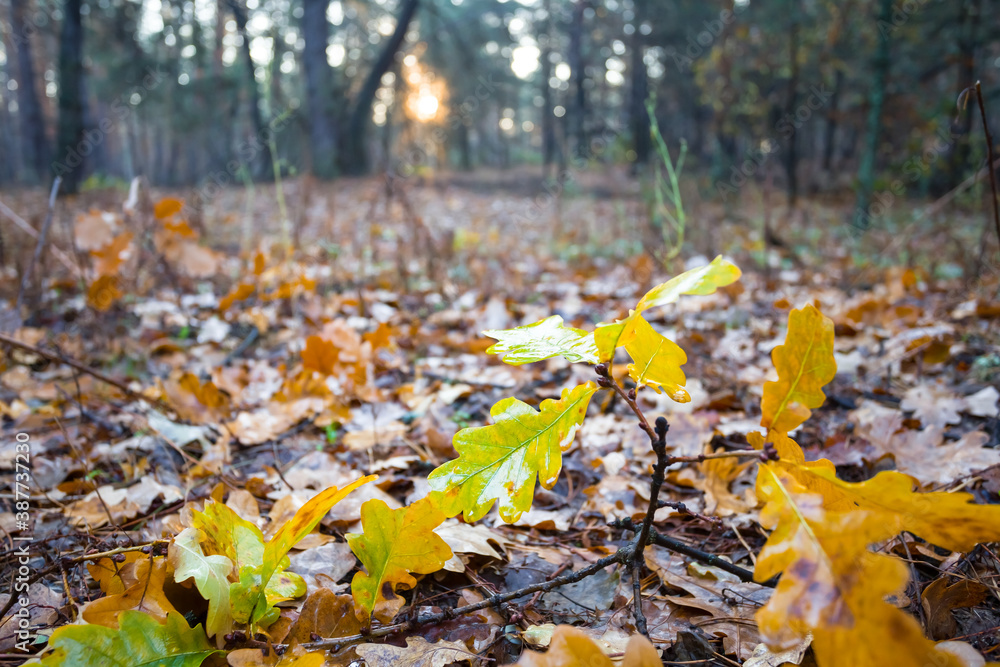 closeup red dry leaves in a forest, autumn outdoor scene closeup red dry leaves in a forest, autumn outdoor scene