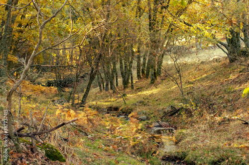 Pequeño riachuelo en un bosque de robles en San Mamés, España. Paisaje otoña dell conocido como arroyo de El Chorro.