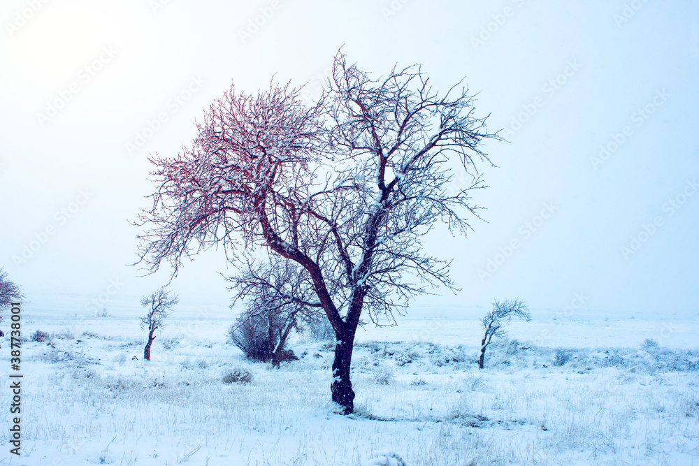 beautiful frosty tree in winter beautiful frosty tree in winter