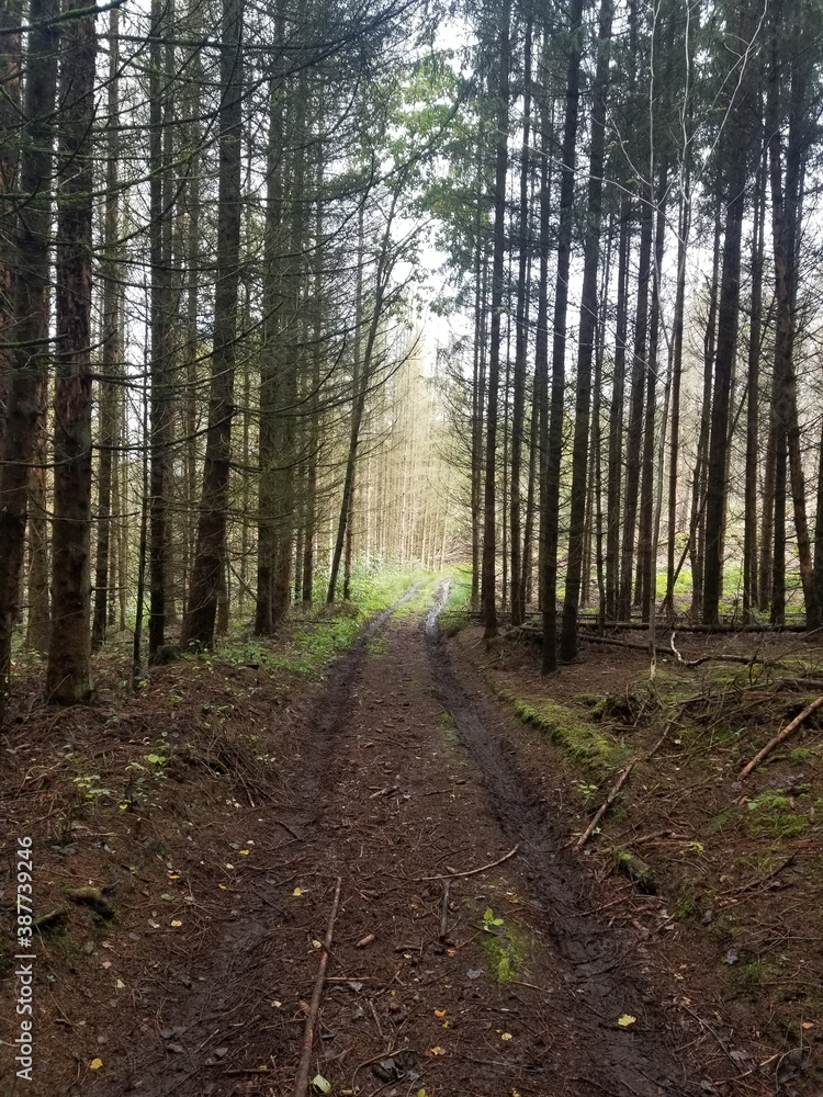 Fototapeta premium path in the woods