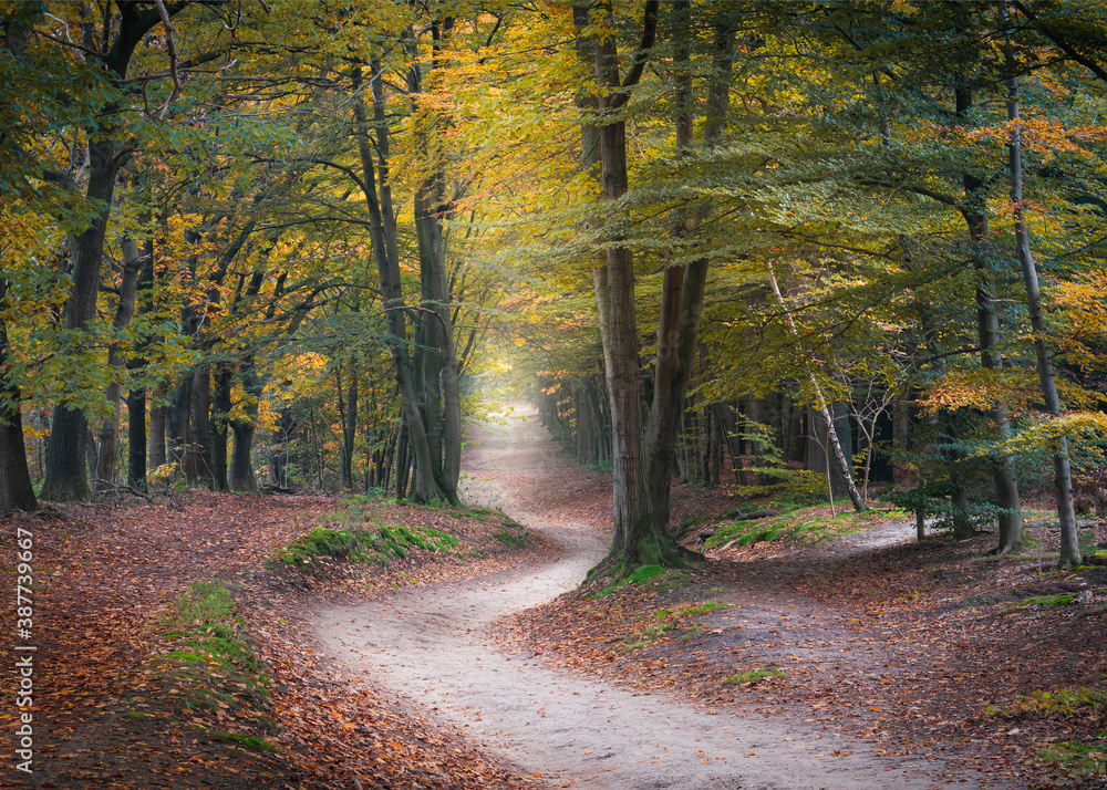 Winding road in a beech forest in autumn colors, footpath, Utrechtse Heuvelrug, Kaapse Bossen