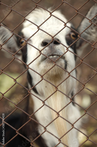 Portrait of cute fluffy goat © olena