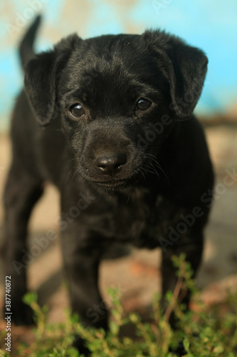Portrait of wild cute dog