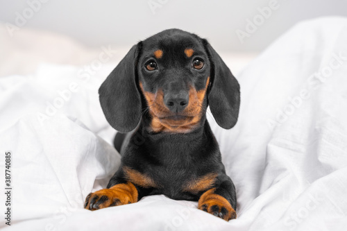 Obedient cute black and tan dachshund puppy sitting on white blanket and touching gaze looks straight in bedroom. Gentle portrait of baby dog.