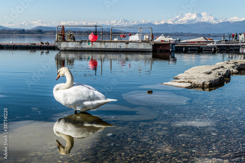 the Varese lake with a swan that is reflected in the water and the Alps in background