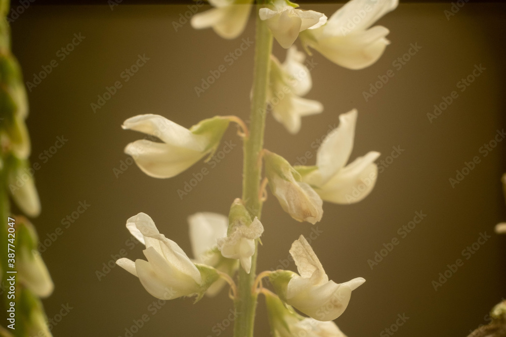 Fototapeta premium lily of the valley