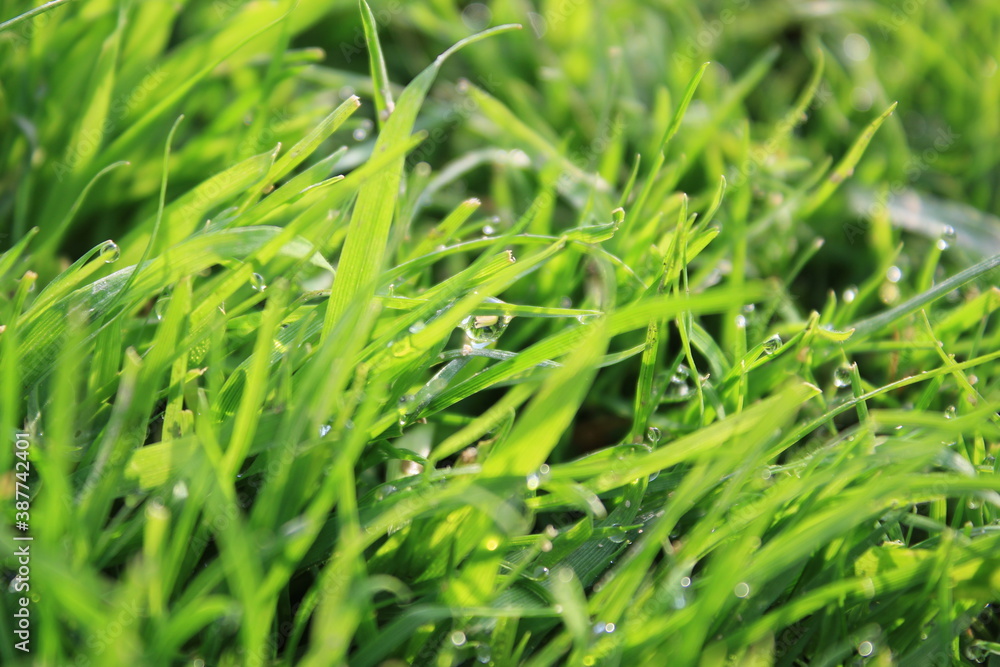 green grass background on meadow with drops of water dew close-up. Beautiful artistic image of purity and freshness of nature, copy space.