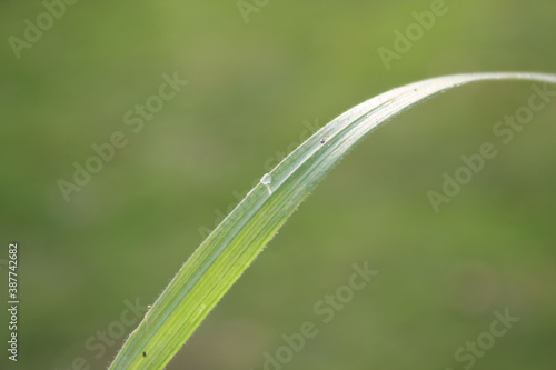 green grass background on meadow with drops of water dew close-up. Beautiful artistic image of purity and freshness of nature, copy space.