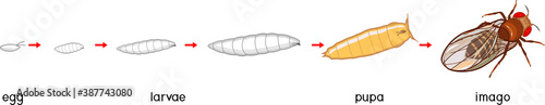 Life cycle of fruit fly (Drosophila melanogaster). Sequence of stages of development of fruit fly (Drosophila) from egg to adult insect isolated on white background