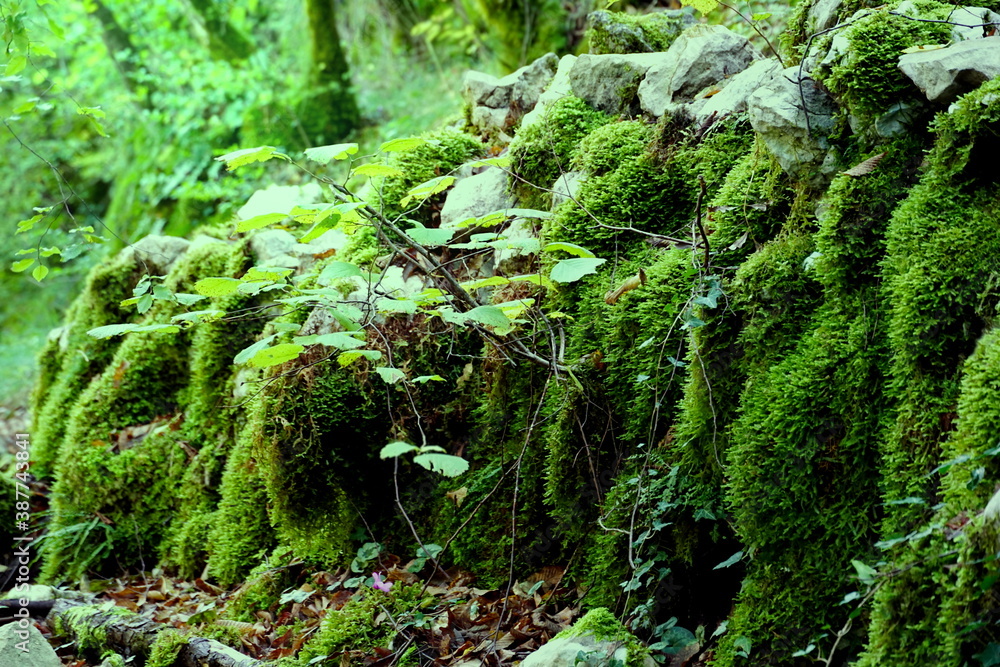 Forest scene. Green moss on the rocks in the woods Forest scene. Green moss on the rocks in the woods