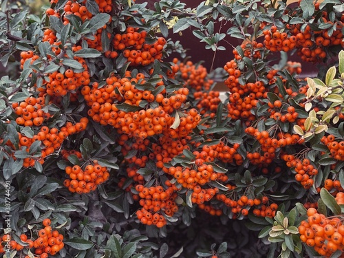 orange pyracantha berries bushes close up