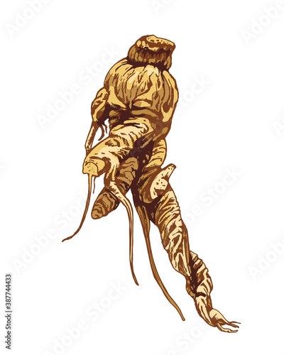 Root panax ginseng. Vector color vintage hatching illustration isolated on white