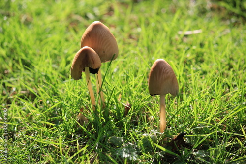 magic mushrooms or liberty cap mushroom hallucinogenic growing against grass background with copy space 