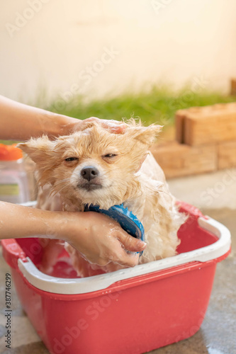 pomeranian or small dog breed was taken shower by owner and stood in red bucket that places on a concrete floor	
