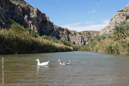 Insel Kreta Flussmündung Palmenschlucht Palmen Paralia Preveli Griechenland © Falko Göthel