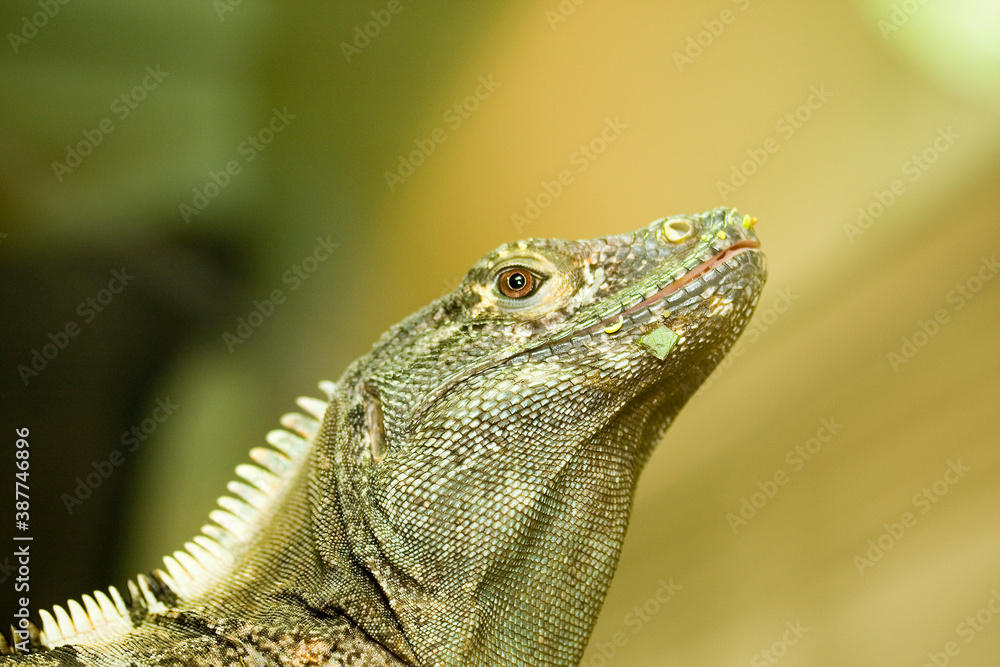 Fototapeta premium Close up of the head an face of a green iguana lizard