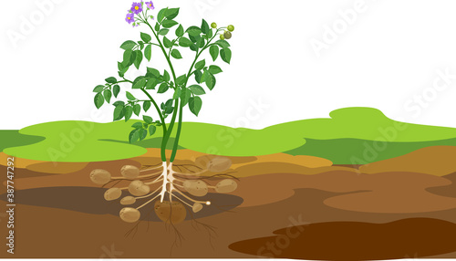 General view of potato plant with root system below ground level