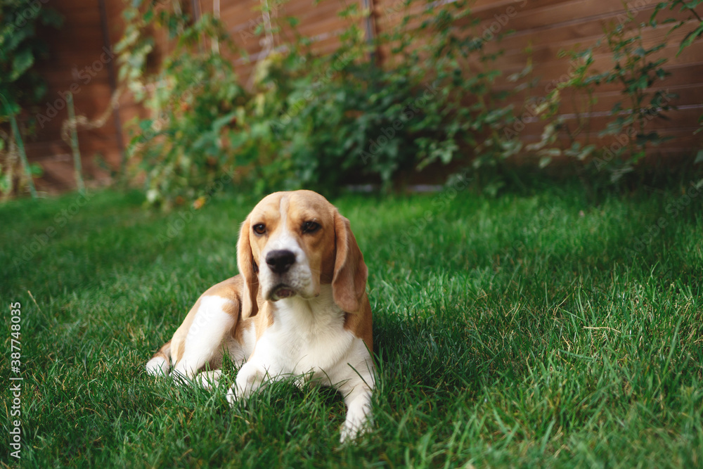 Adult beagle playing on the backyard lawn
