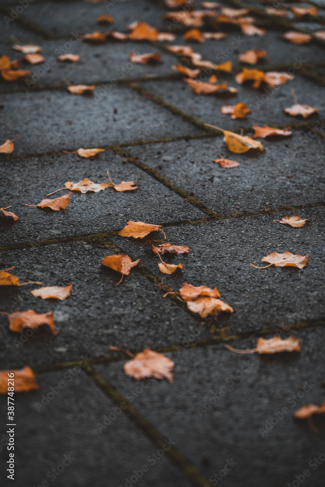 Fototapeta premium Autumn Leaves on Sidewalk