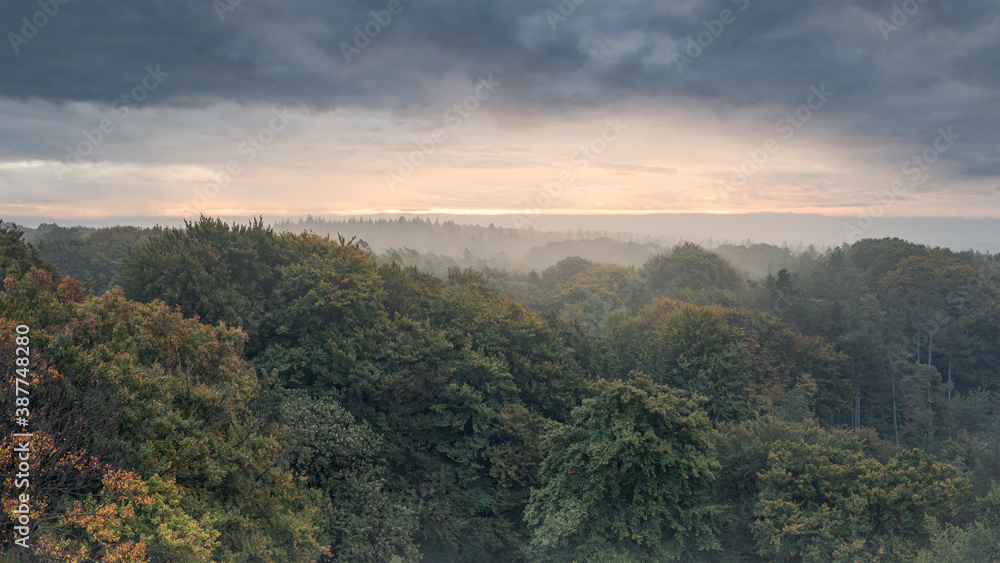 View from above over a dense forest, sunrise on a foggy misty morning, Kaapse Bossen, Utrechtse Heuvelrug, The Netherlands