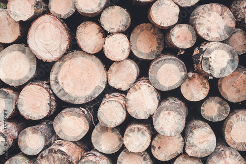 Freshly cut tree logs stacked.