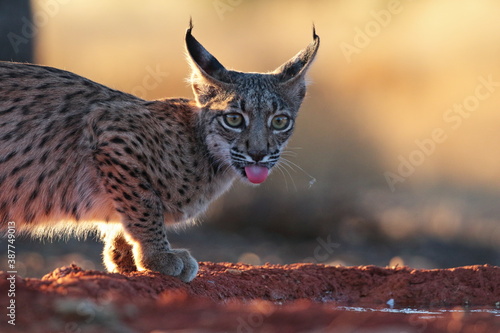 Photography Close-up of puppy of Iberian lynx