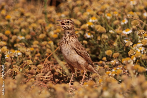 Crested lark © JOSEMARIA