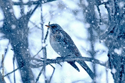 Winter season and birds. Falling snow. Nature background. Fieldfare.