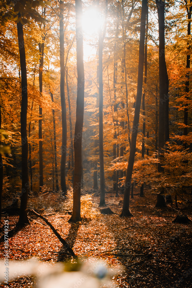 Mystic morning fog with sunrise sun in the autumn beech tree. Magic morning light on the mountains wood with colorful orange leaves. Harz National Park, Harz Mountains in Germany