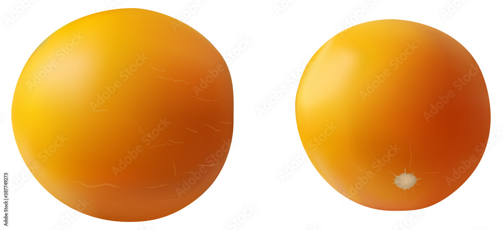 Realistic melon isolated on white background. Bright vector illustration of colorful whole juicy cantaloup Realistic melon isolated on white background. Bright vector illustration of colorful whole juicy cantaloup