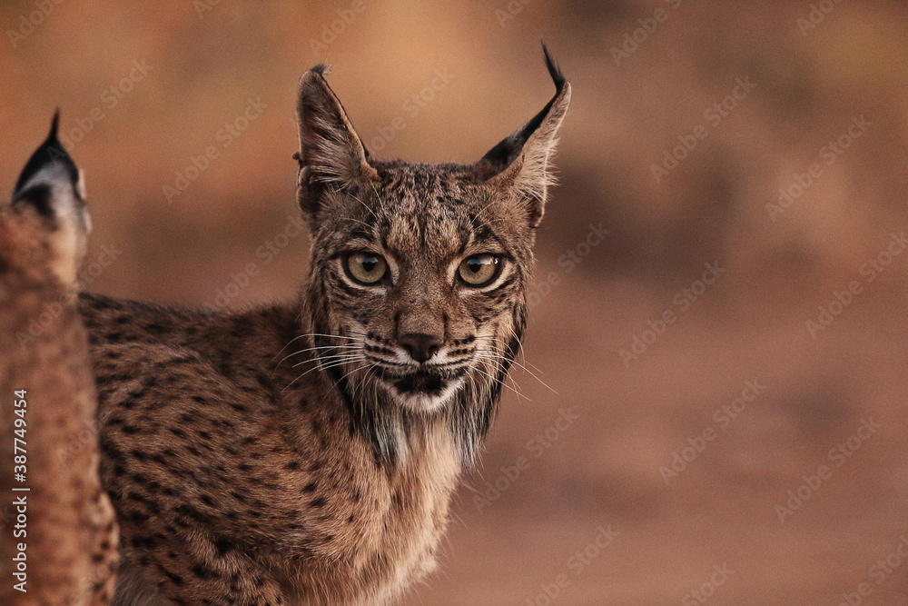 Portrait of Iberian lynx Portrait of Iberian lynx