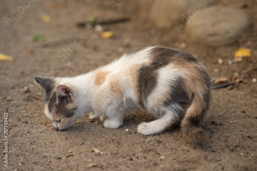 Kitten looking for food on the street © Nariman