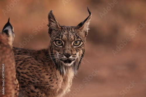 Portrait of Iberian lynx
